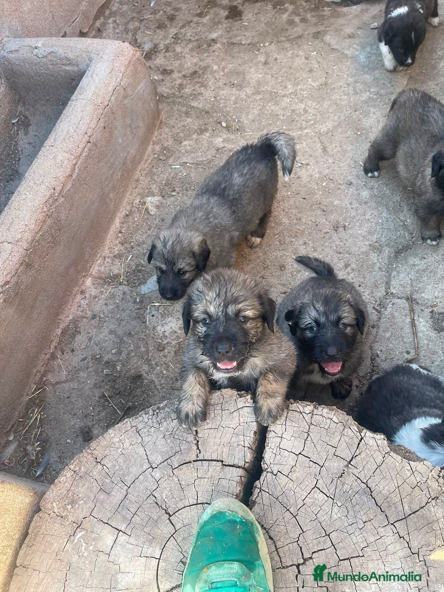 Pastor del Cáucaso perros Pastores del Cáucaso de Calidad  - Anuncio 1