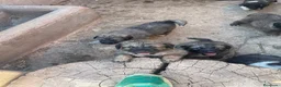 Pastor del Cáucaso perros en venta: Pastores del Cáucaso de Calidad  - Anuncio 1