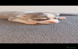 Chihuahua perros en venta: Chihuahua mini toy  - Imagen 4