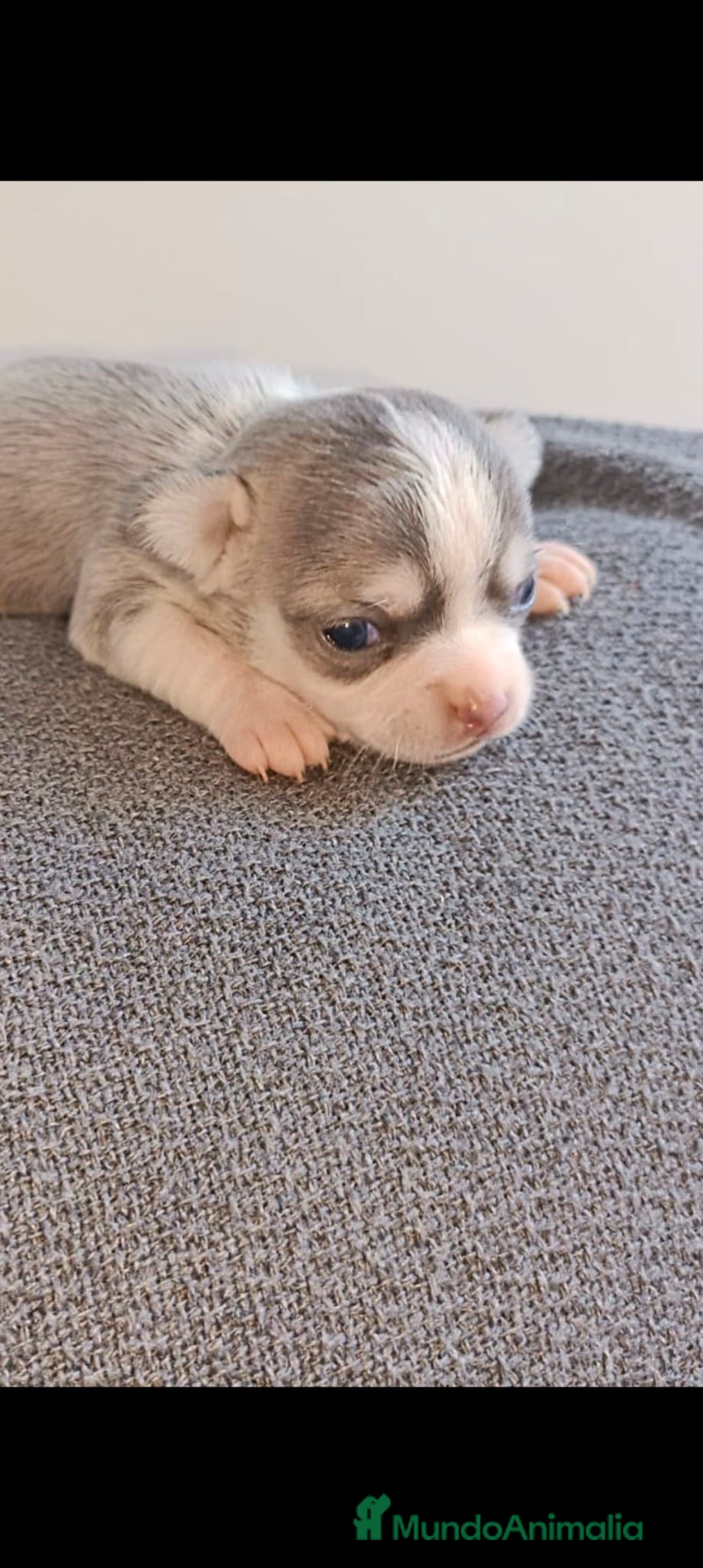Chihuahua perros en venta: Chihuahua mini toy  - Imagen 4