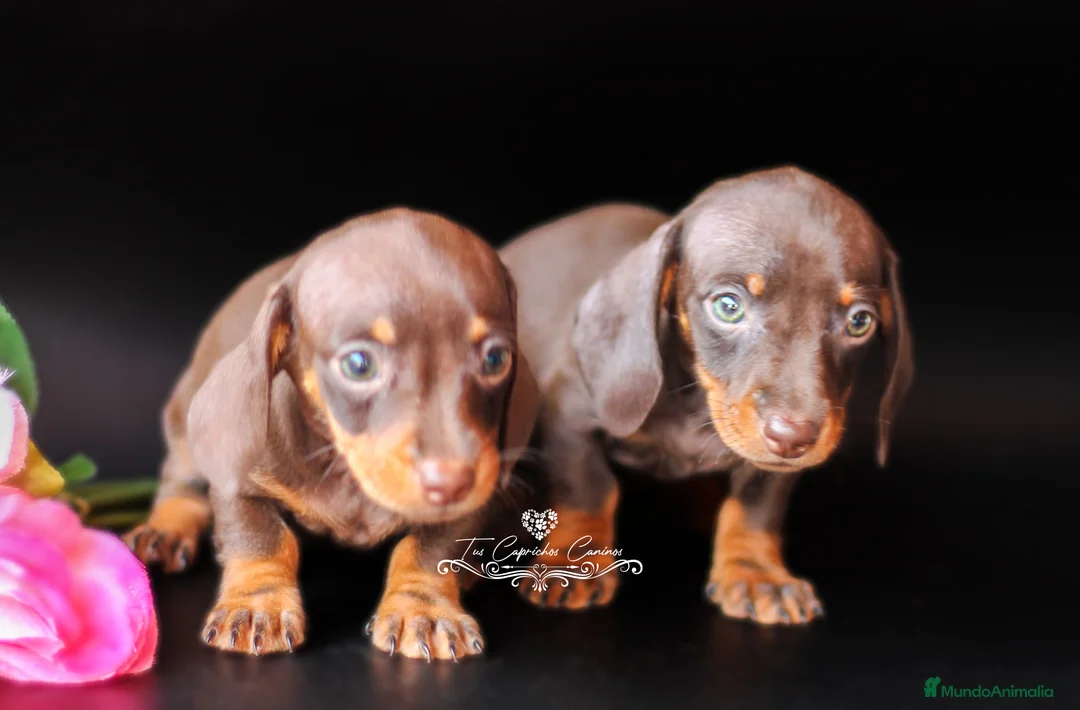 Teckel perros en venta: Preciosas teckel chocolate y fuego miniatura en Cantabria - Anuncio 2