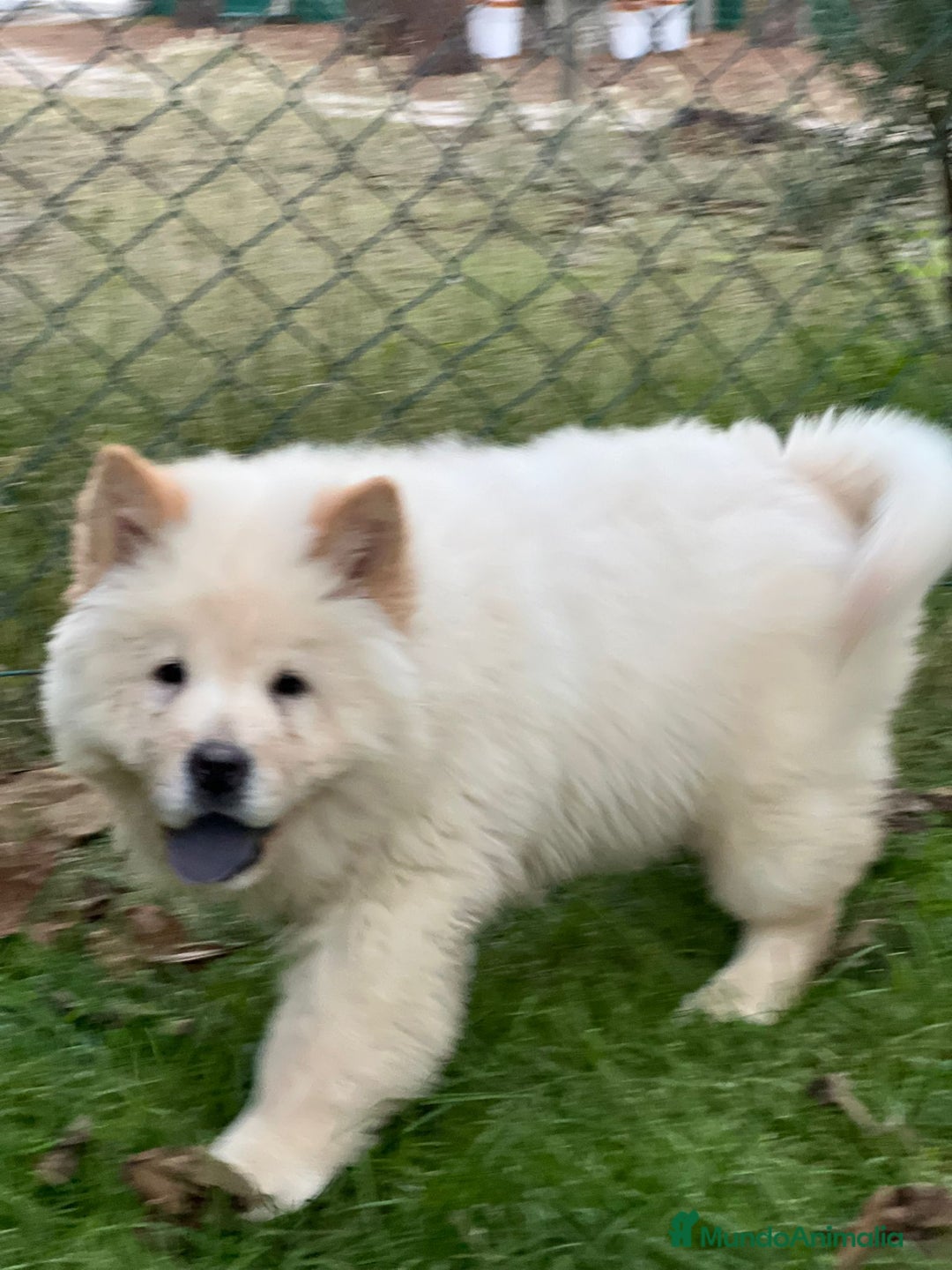 Chow Chow perros en venta: Chow chow macho - Anuncio 1