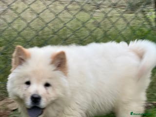 Chow Chow perros Chow chow macho - Anuncio 4