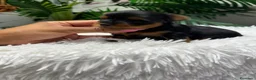Yorkshire Terrier perros en venta: YORKSHIRE TERRIER - Anuncio 3