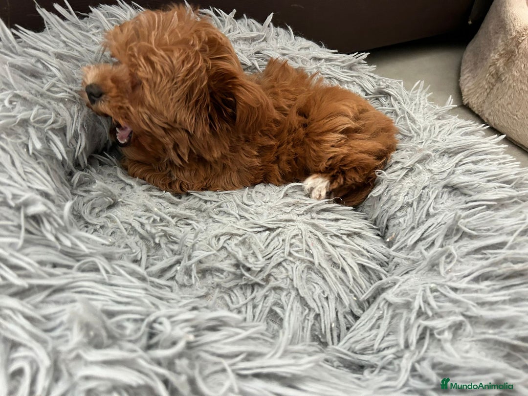 Maltipoo perros en venta: Maltipoo mini - Anuncio 3