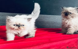 Persa gatos en venta: Gatitos persas chatos - Imagen 5