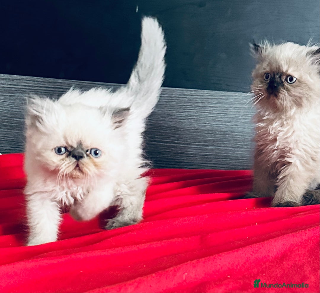 Persa gatos en venta: Gatitos persas chatos - Imagen 5
