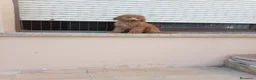 Caniche Enano perros en venta: Caniche enano - Anuncio 5