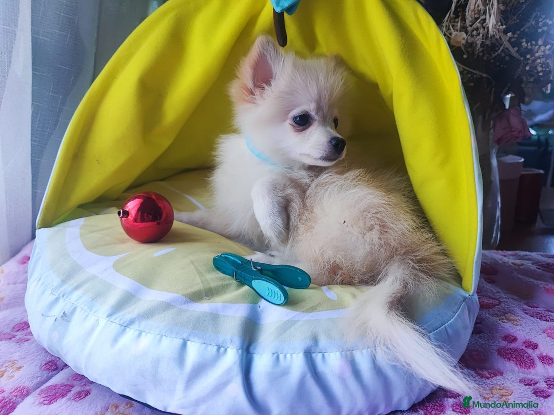 Pomerania perros en venta: Pomerania  - Imagen 4