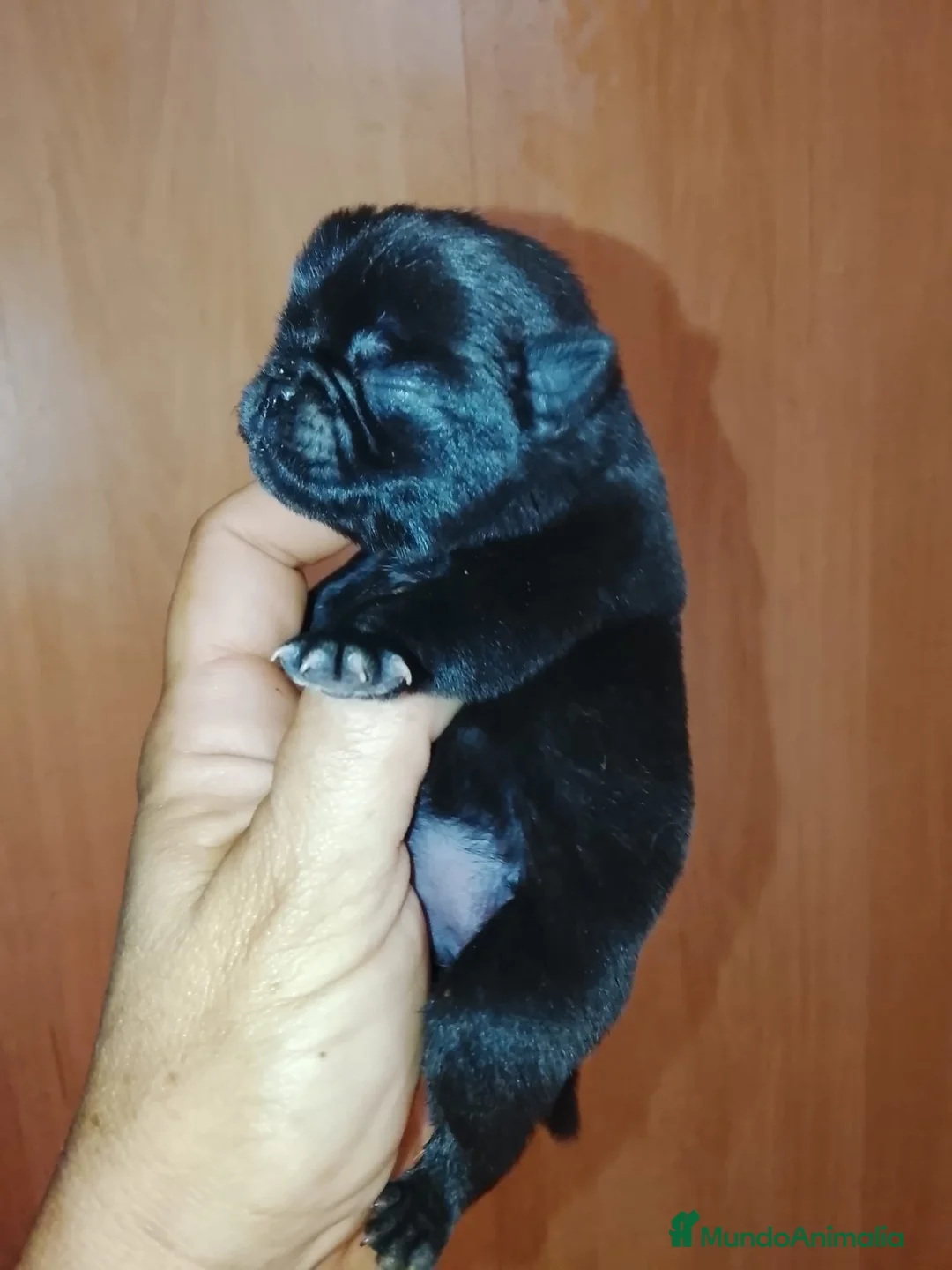 Carlino - Pug perros en venta: Macho de carlino  - Anuncio 11