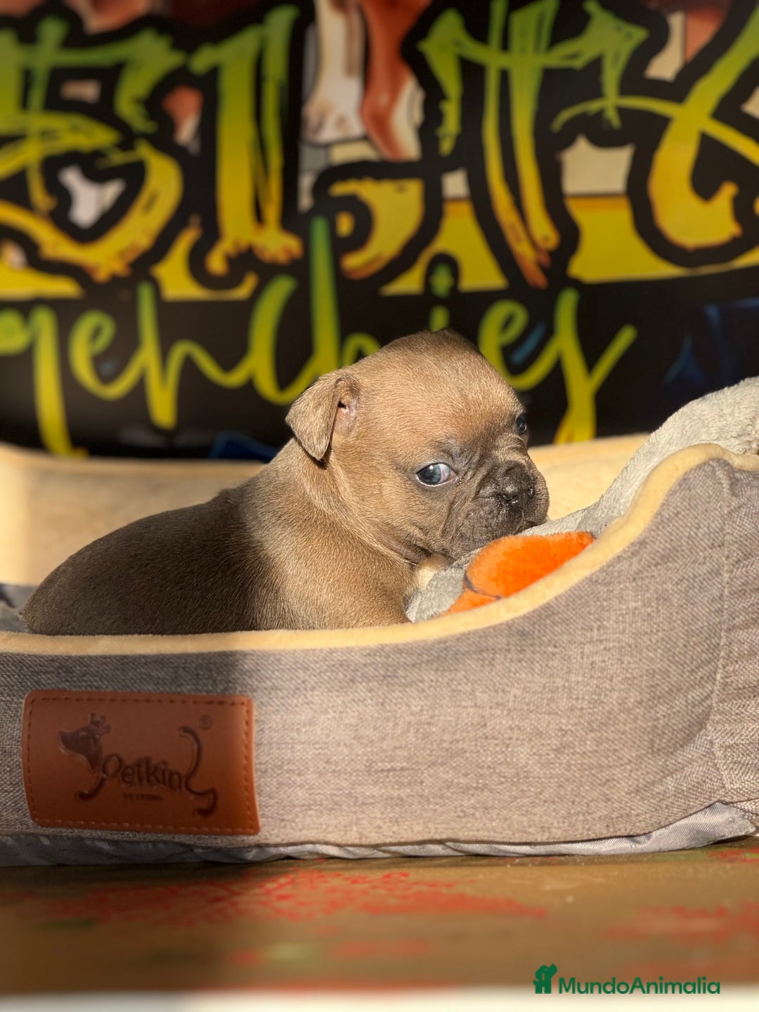 Bulldog Francés perros en venta: Blue Fawn  - Anuncio 5