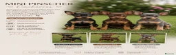Pinscher Miniatura perros en venta: MINI PINSCHER 🖤🤎🍫🤍 - Anuncio 1