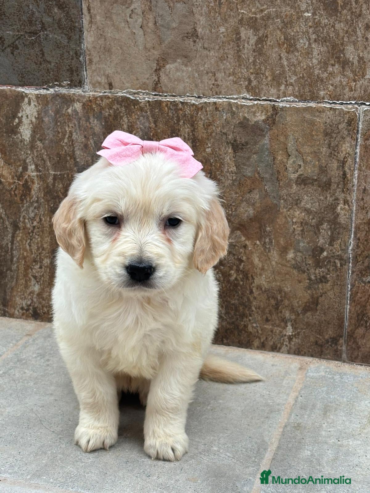 Golden Retriever perros Últimos machos disponibles!! No te quedes sin el! - Anuncio 12