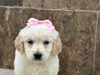 Golden Retriever perros Últimos machos disponibles!! No te quedes sin el! - Anuncio 12