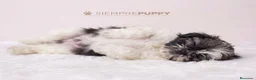 Shih Tzu perros en venta: SHIH TZU CACHORRITOS - Anuncio 5