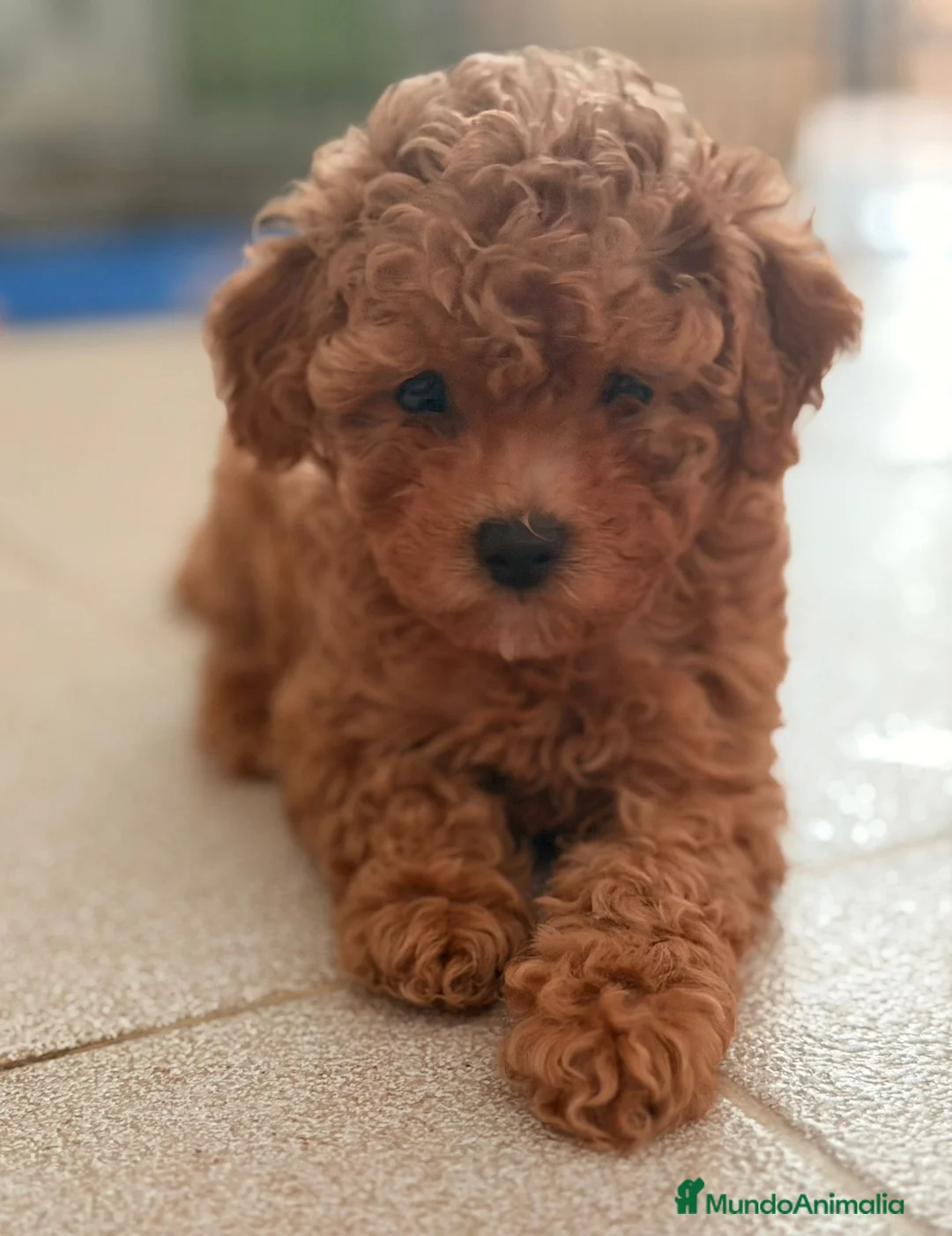Caniche Toy perros en venta: CANICHE TOY - Anuncio 2