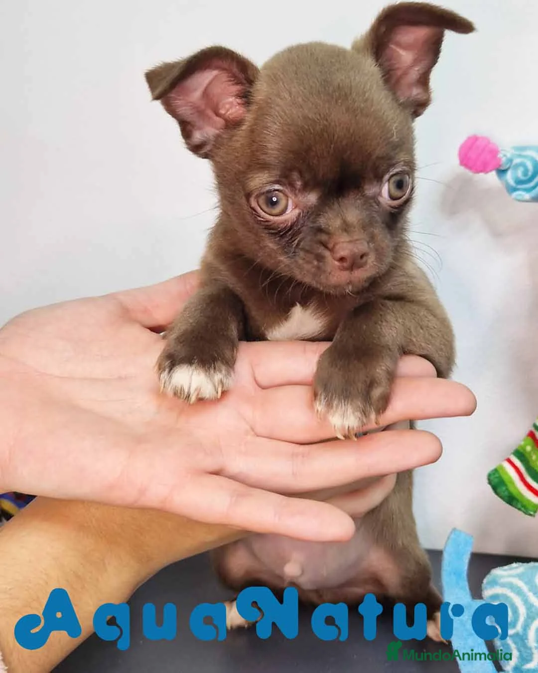 Chihuahua perros en venta: Chihuahua Macho 7510 - AQUANATURA en Barcelona - Anuncio 5