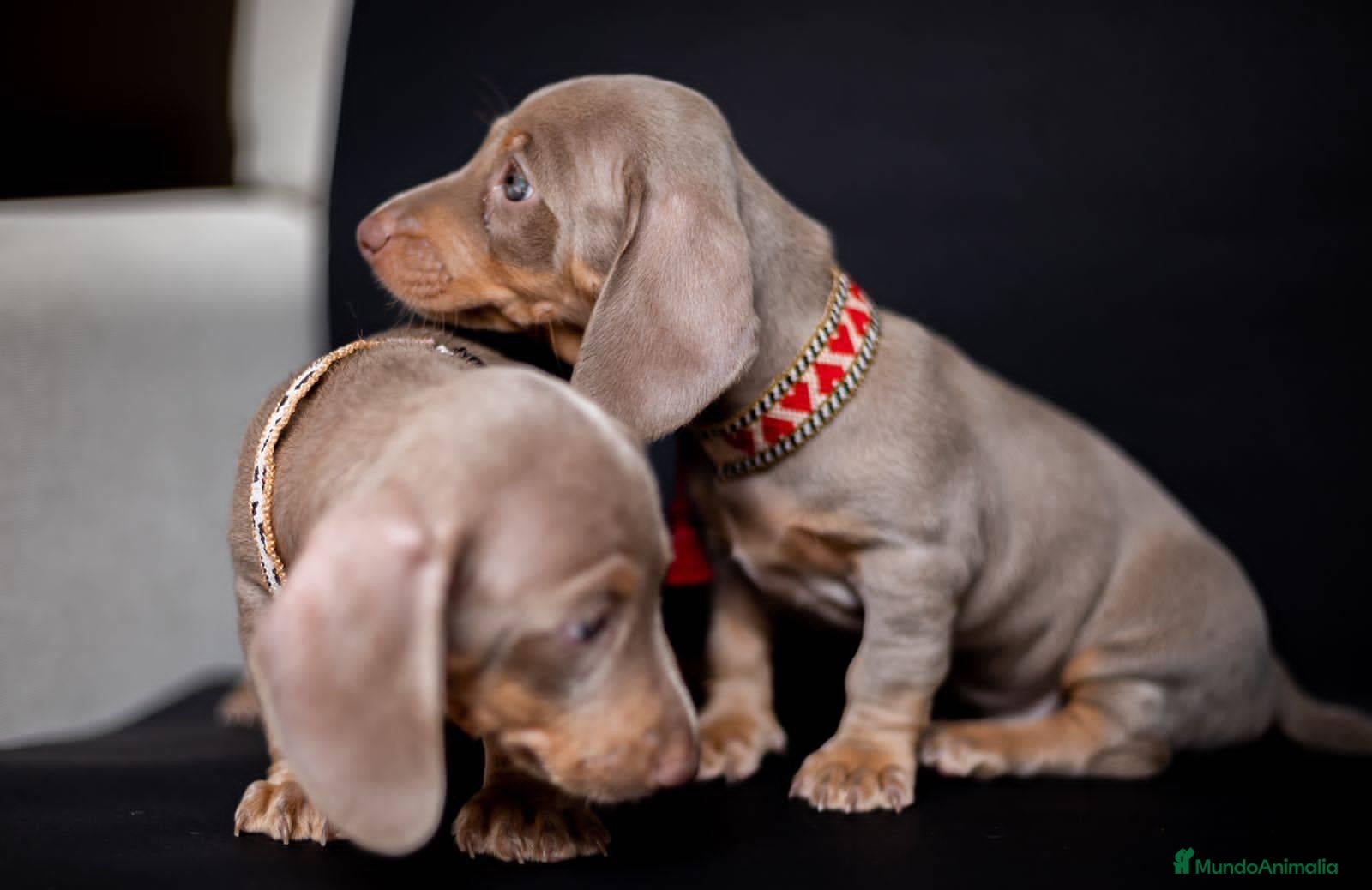 Teckel Miniatura perros Teckel miniatura !!!!! en Ciudad Real - Anuncio 12