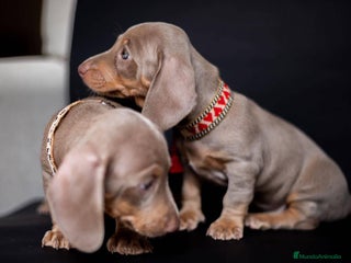 Teckel Miniatura perros en Ciudad Real - Anuncio 11