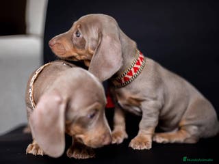 Teckel Miniatura perros Teckel miniatura !!!!! en Ciudad Real - Anuncio 10