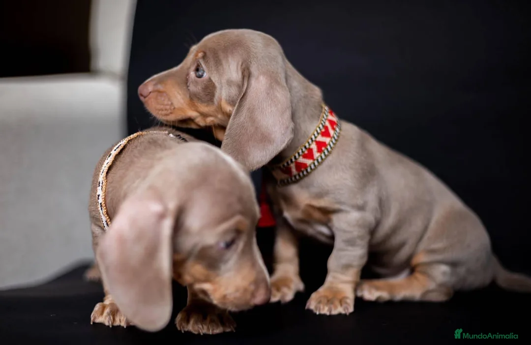 Teckel Miniatura perros en venta: Teckel miniatura !!!!! en Ciudad Real - Anuncio 1