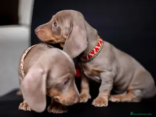 Teckel Miniatura perros Teckel miniatura !!!!! en Ciudad Real - Anuncio 41