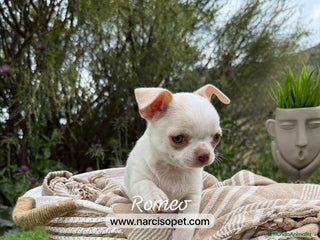 Chihuahua perros en Ciudad Real - Anuncio 36