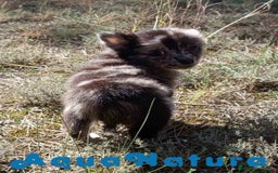 Pomchi perros en venta: Pomchi Hembra de Aspi y Manchitas 6415 AQUANATURA - Imagen 5