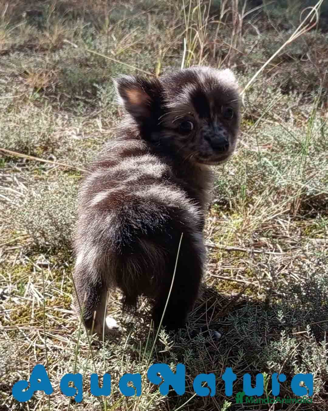 Pomchi perros en venta: Pomchi Hembra de Aspi y Manchitas 6415 AQUANATURA - Imagen 5