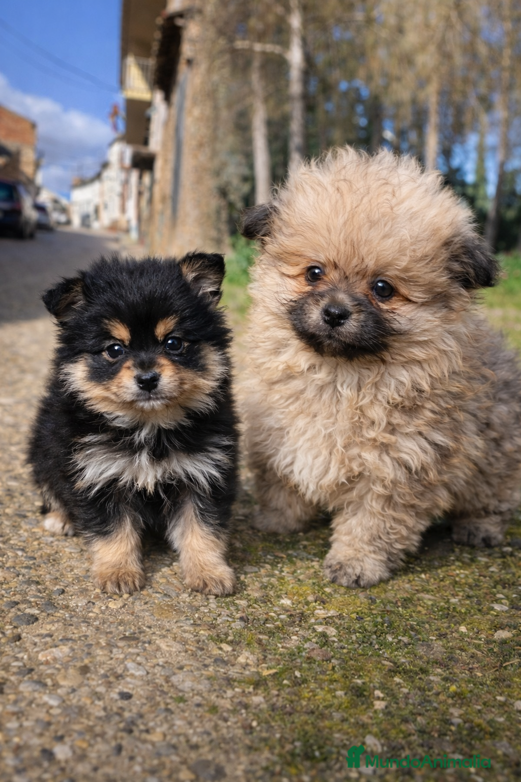 Pomerania perros Lulu pomerania  en Barcelona - Anuncio 1