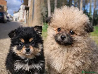 Pomerania perros Lulu pomerania en Barcelona - Anuncio 1