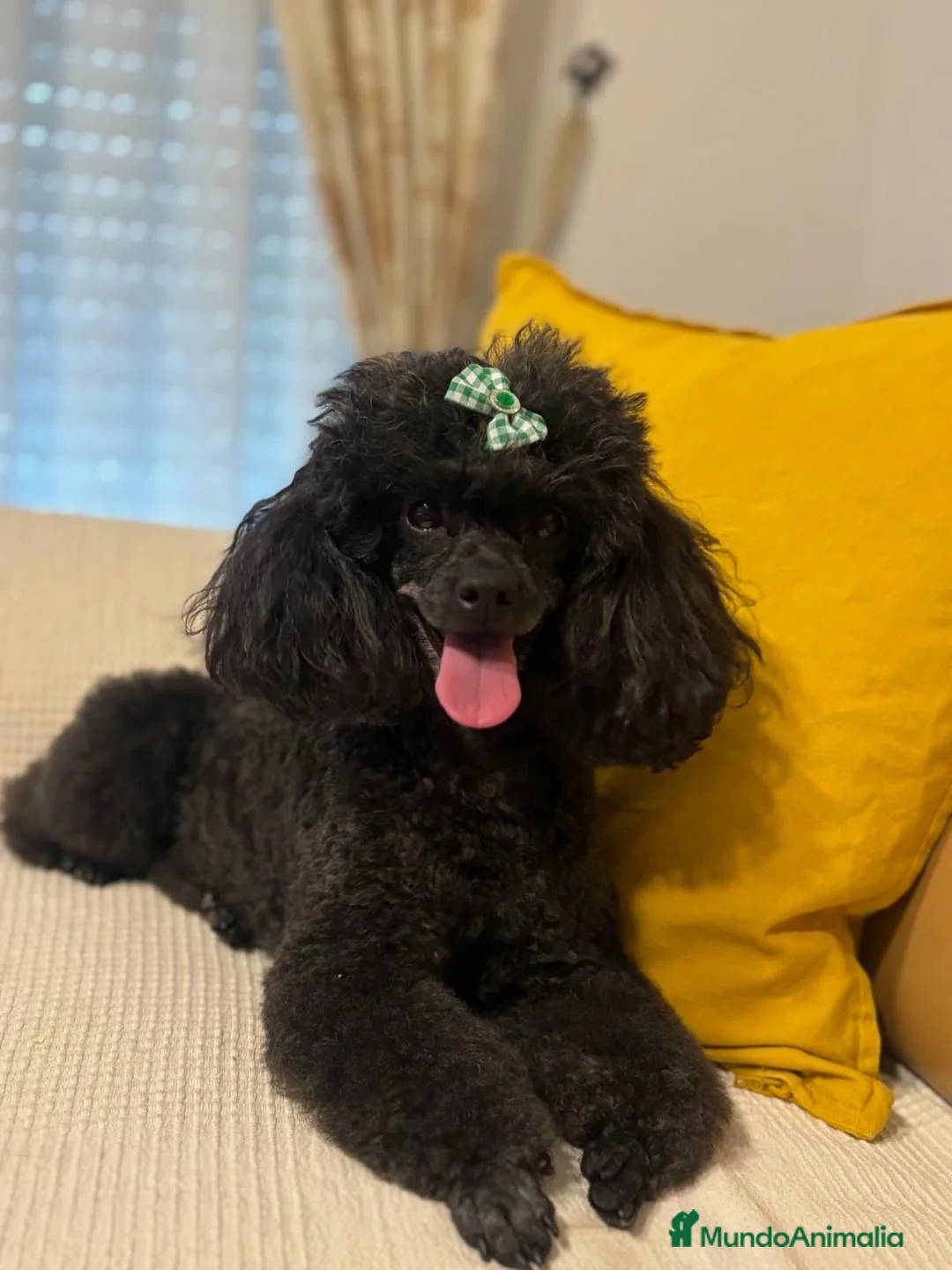 Caniche Toy perros en venta: Preciosa cachorra caniche toy negra  - Anuncio 2