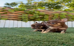 Chihuahua perros en venta: CHIHUAHUA CHOCOLATE & TAN - Imagen 6