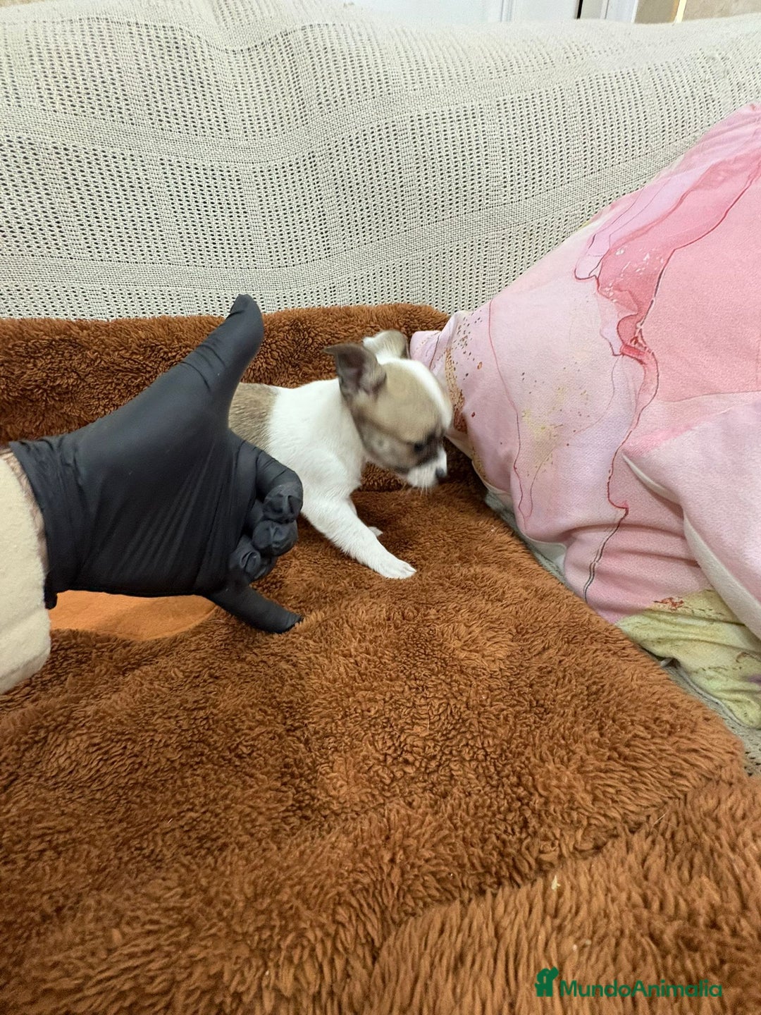 Chihuahua perros en venta: Chihuahua toy - Anuncio 4