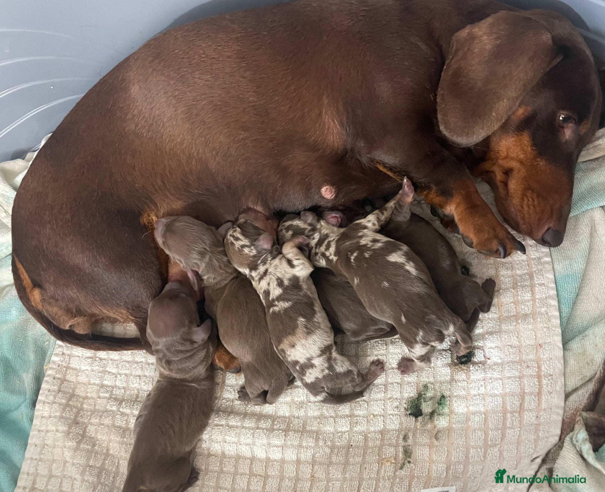 Teckel perros Cachorros de Teckel arlequín chocolate  - Anuncio 5