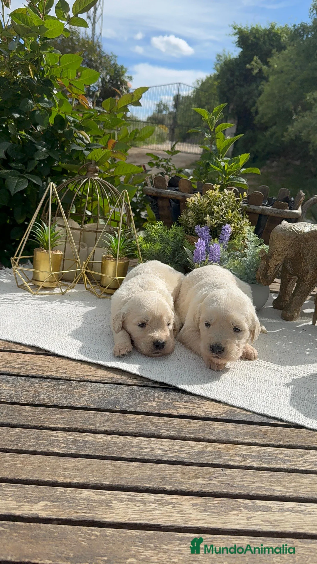 Golden Retriever perros en venta: Golden retriever bebes puros y preciosos  - Anuncio 1