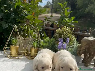 Golden Retriever perros Golden retriever bebes puros y preciosos - Anuncio 3