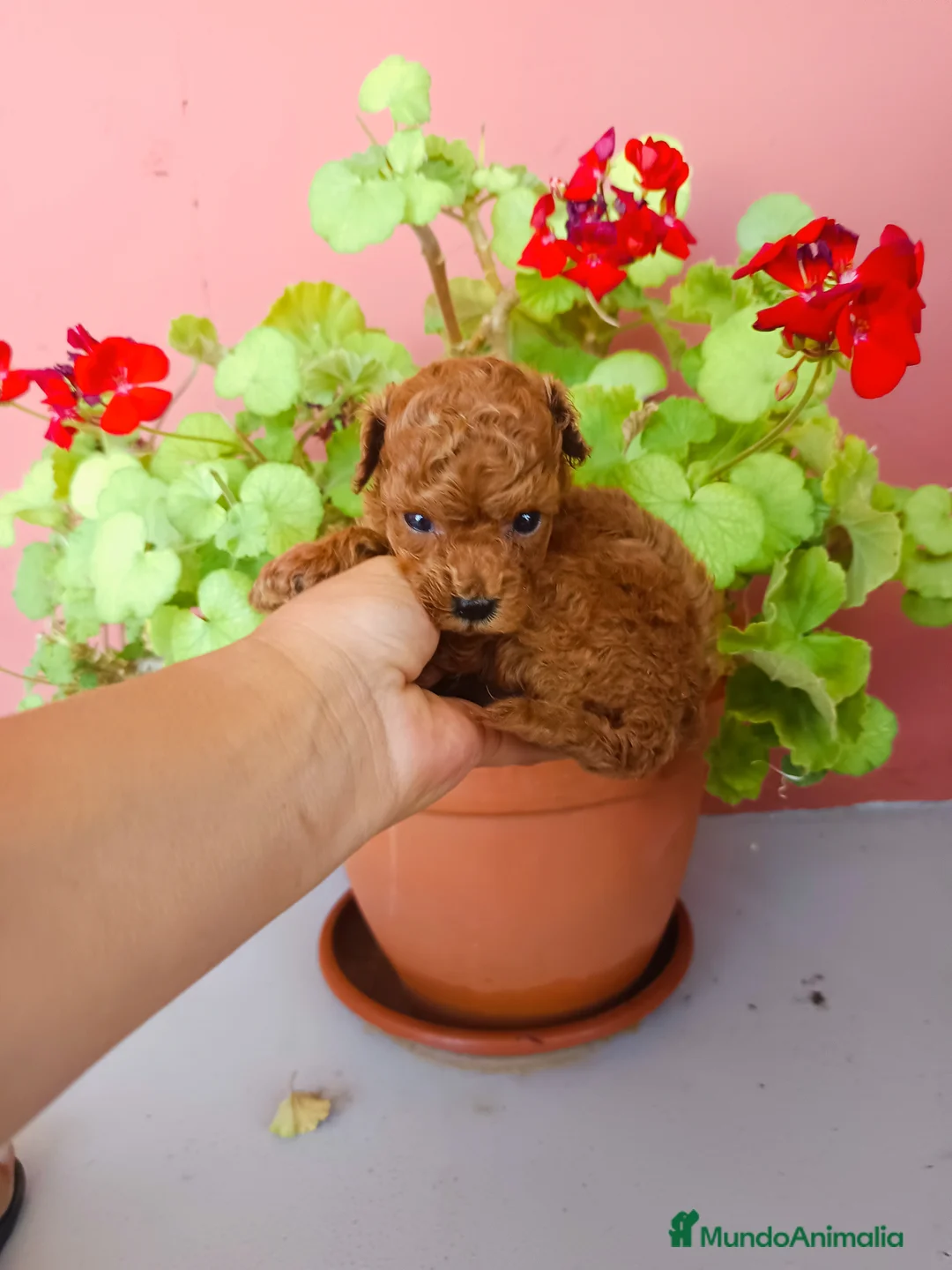 Caniche Toy perros en venta: Caniche toy rojo - Anuncio 2