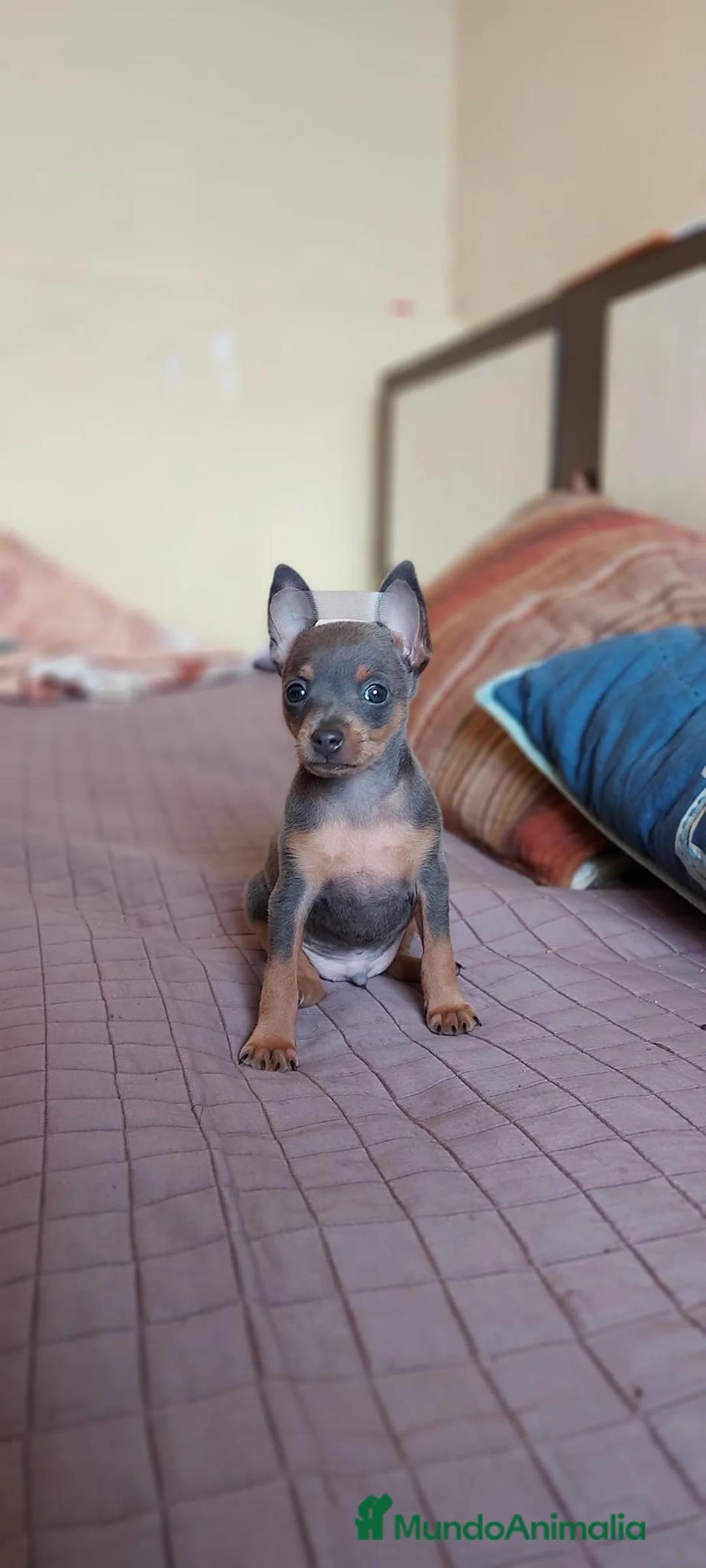 Pinscher Miniatura perros en venta: Pinscher miniatura ENTREGA A TODA ESPAÑA  en Ciudad Real - Anuncio 7