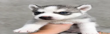 Husky Siberiano 3