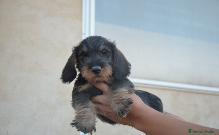 Teckel perros en Zamora - Propaganda 15