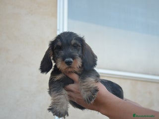 Teckel perros en Zamora - Anuncio 16