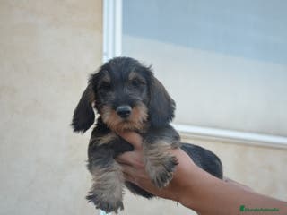 Teckel perros Teckel standard pelo duro en Zamora - Anuncio 35