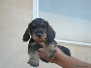 Teckel perros Teckel standard pelo duro en Zamora - Anuncio 39