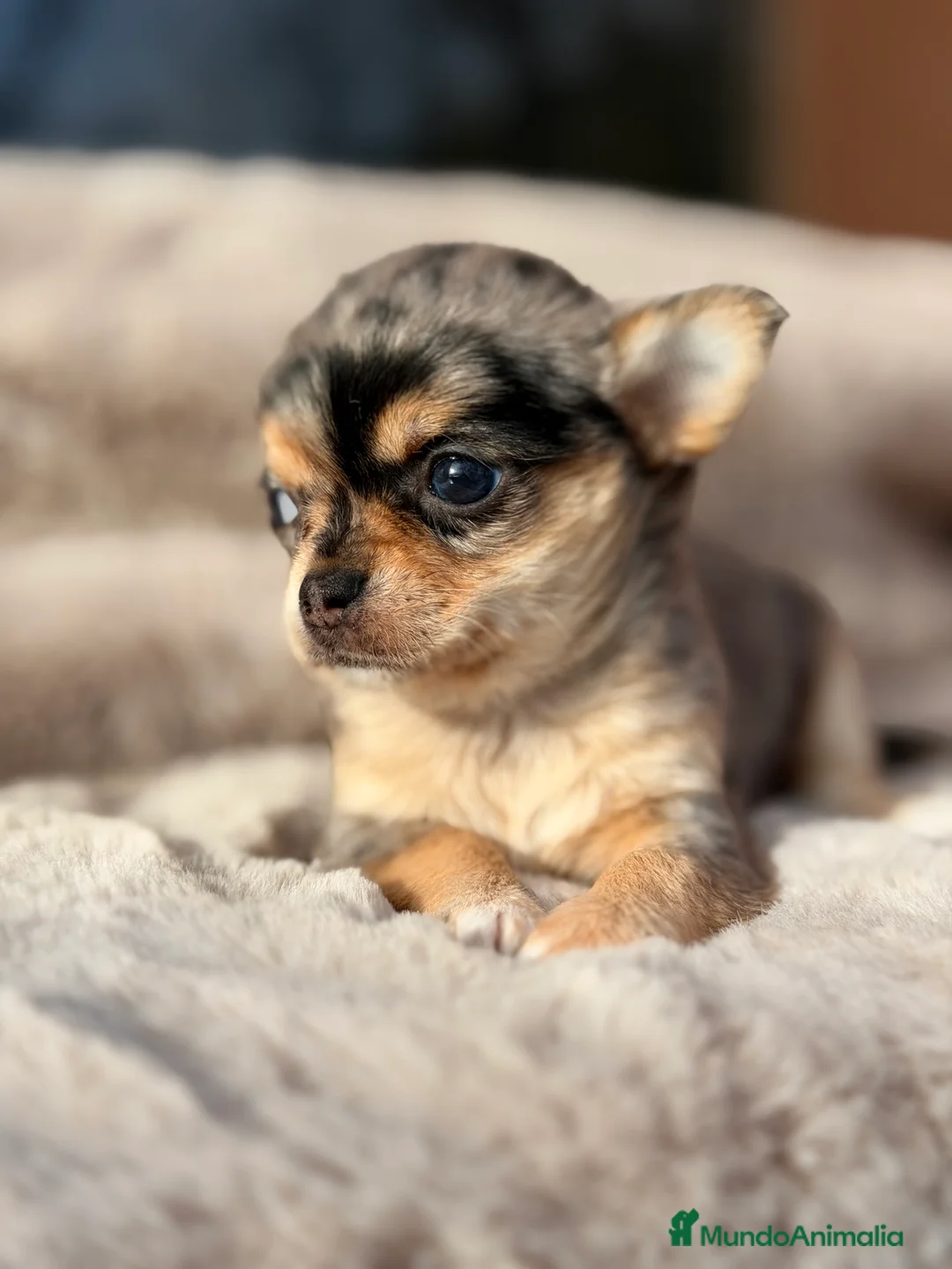 Chihuahua perros en venta: Chihuahua Merle  - Anuncio 2