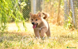 Shiba Inu perros en venta: SHIBA INU DISPONIBLES - Imagen 2