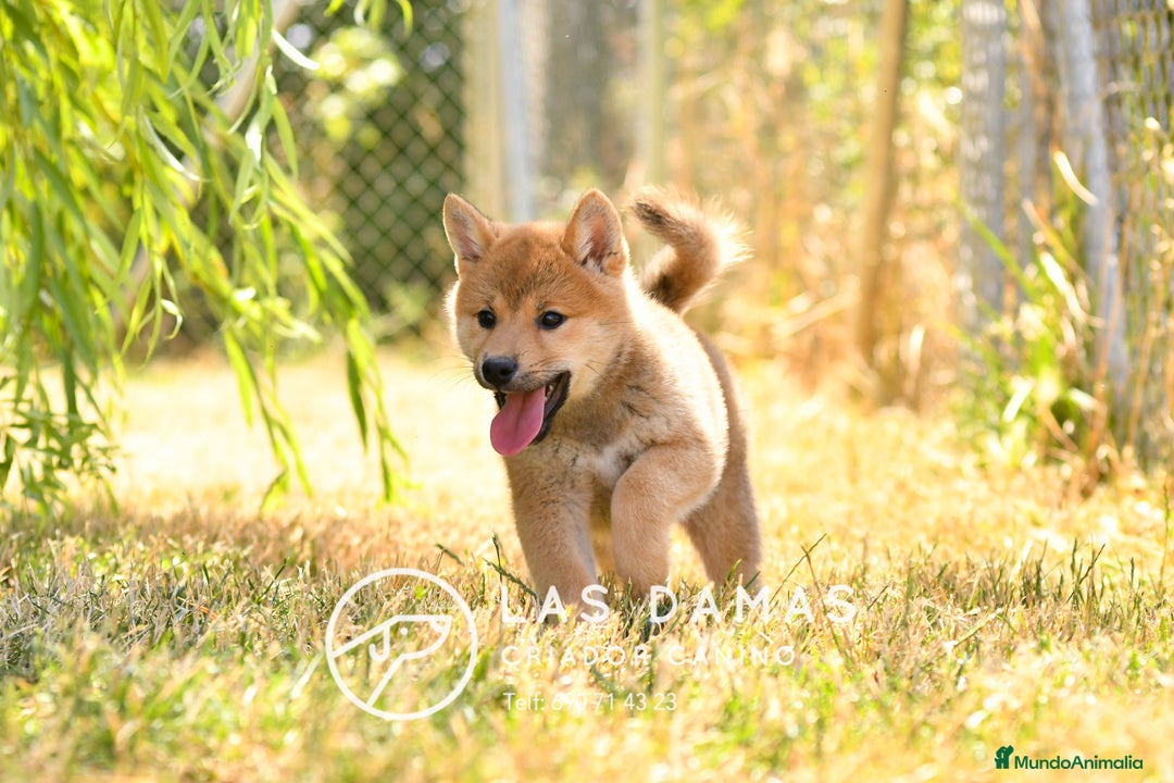 Shiba Inu perros en venta: SHIBA INU DISPONIBLES - Imagen 2