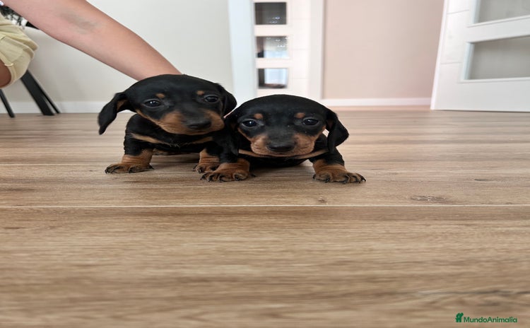 Teckel Miniatura perros - Anuncio 3