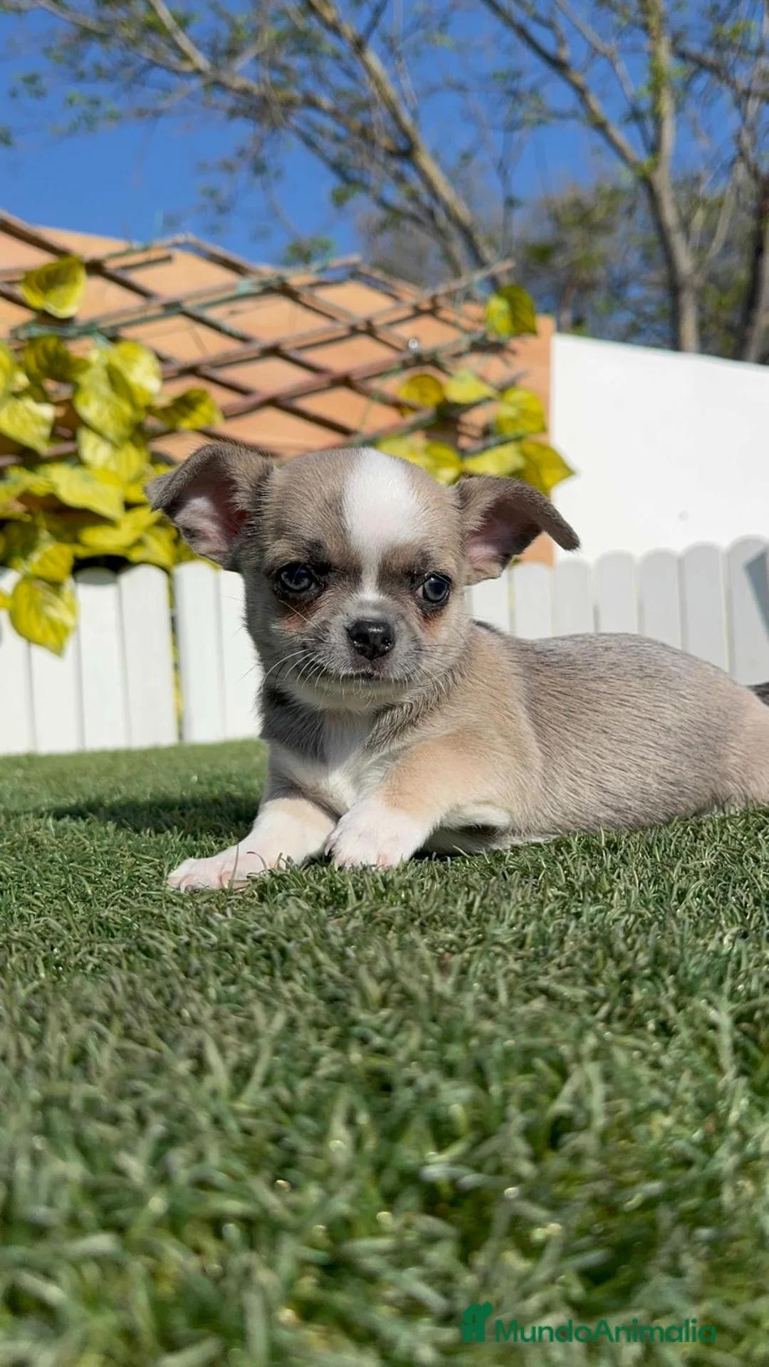 Chihuahua perros en venta: CHIHUAHUA MACHO - Anuncio 1