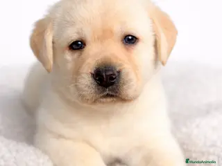 Labrador Retriever perros Labrador amarillo - Anuncio 21